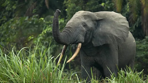 Getty Images African forest elephants make a million-dollar contribution to carbon capture (Credit: Getty Images)