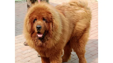 EPA The dog Big Splash sold for a record-breaking sum to a Chinese buyer (Credit: EPA)