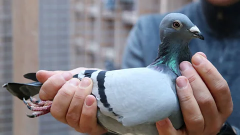 Alamy While it may look like a typical street pigeon to the untrained eye, New Kim is worth €1.6m ($1.8m/£1.4m) (Credit: Alamy)