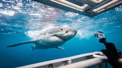 Brad Leue/Getty Images The tourism value of sharks is worth millions to economies (Credit: Brad Leue/Getty Images)