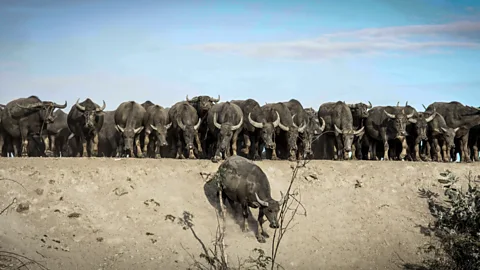 Getty Images Like water buffalo, workers will "wait for a few brave ones to jump in and make it across before doing so themselves" – Will Felps (Credit: Getty Images)