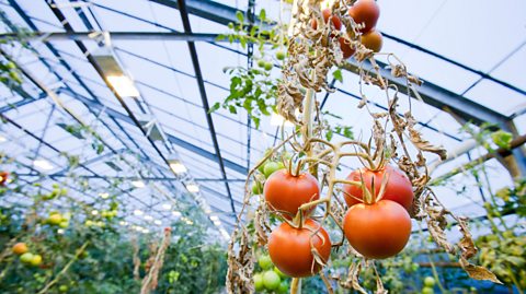 Tomatoes grown from geothermal energy in Iceland.