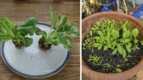 Lettuce growing from stalks in water and spinach growing from seed.
