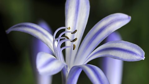 a purple flower