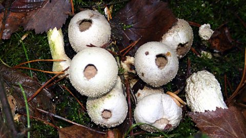 mushrooms growing in a forest