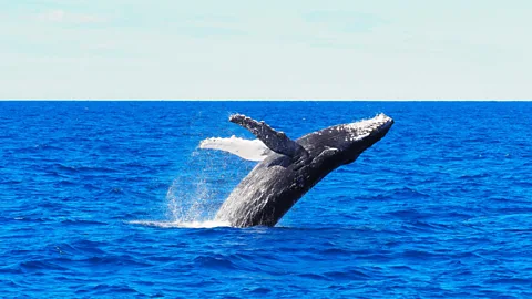 Sarah Reid From July to November, the Southern Great Barrier Reef's warm waters are home to majestic humpback whales (Credit: Sarah Reid)