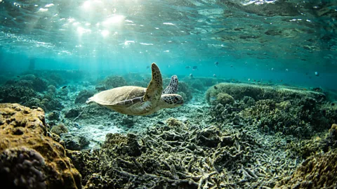 An extraordinary corner of the Great Barrier Reef