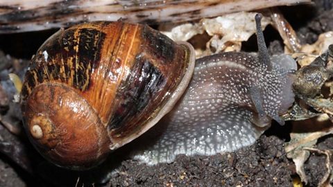 a snail on the ground