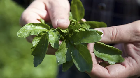 How to Prepare and Serve Cress -- Harvest to Table