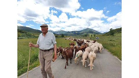 TyN Jesús Garzón and the herd of the Mesta Council pass summers in mountain pastures of the Picos of Europe, where pastures are plentiful and weather is mild. (Credit: TyN)