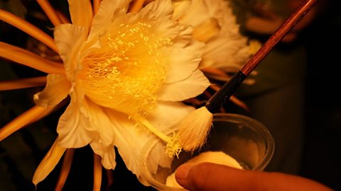 A close-up of a white dragon fruit flower with a yellow centre. A paintbrush is being used to brush pollen from the centre of the flower into a small plastic pot.