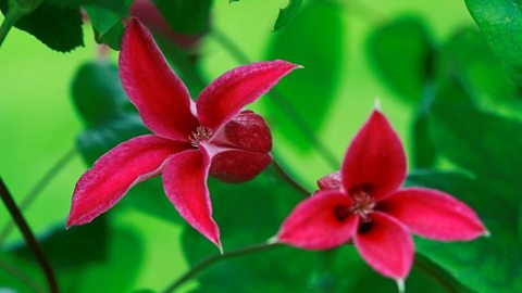 A bright pink clematis flower, with four long petals on each flower.