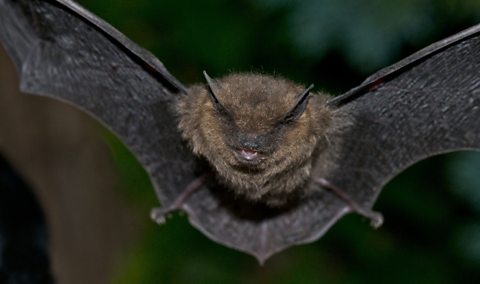 A common pipistrelle bat in flight 