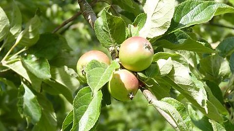 3 apples growing on a tree