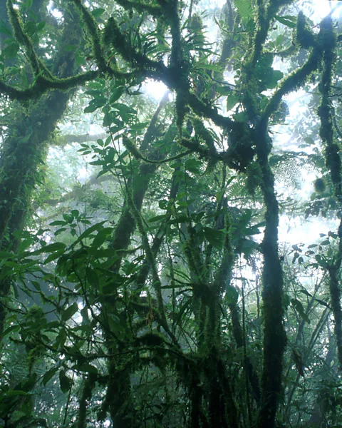 Getty Images The majestic cloud forests of Monteverde are a well-known tourist attraction, but until now travellers have had few green options to reach the region (Credit: Getty Images)