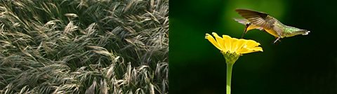 grass and a flower being pollinated by a hummingbird