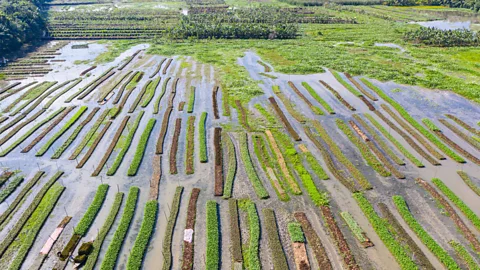 Bengal Pix/Alamy Bangladesh's remarkable floating gardens rise and fall with the swelling waters (Credit: Bengal Pix/Alamy)