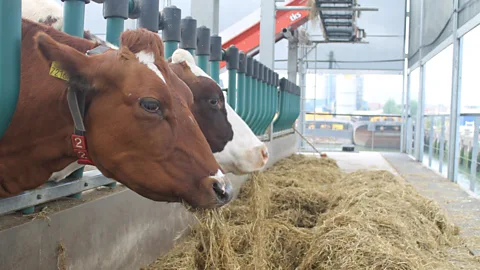 Jack Palfrey The Netherlands is home to a climate adaptive farm– and the floating facility is the first of its kind in the world (Credit: Jack Palfrey)