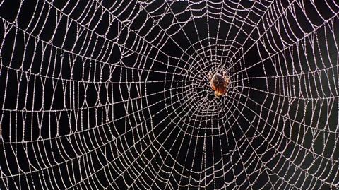 Spiders think with their webs, challenging our ideas of intelligence