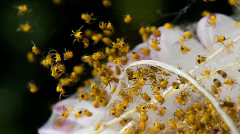 Alamy Spiders don't just trigger fear in many people, but intense disgust – and this can eclipse our ability to feel compassion (Credit: Alamy)