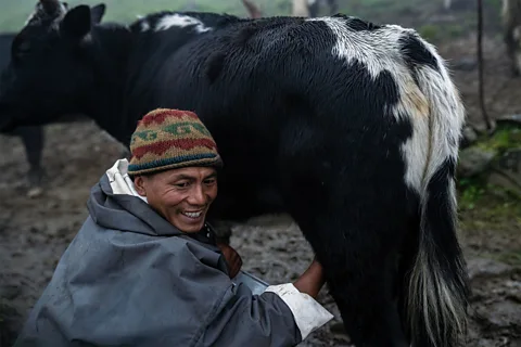 Bijayabar Pradhan Pasang wakes up each morning at 04:00 to begin milking his chauris (Credit: Bijayabar Pradhan)