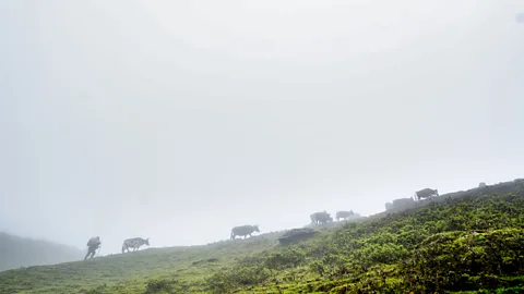 Bijayabar Pradhan For centuries, chauris have been vital to the livelihoods of many nomadic communities in the Himalayas (Credit: Bijayabar Pradhan)