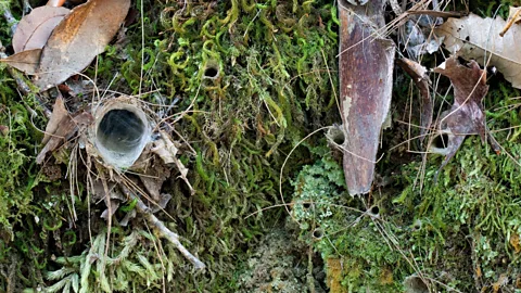 Alamy Trapdoor spiders spend most of their lives underground, waiting for their prey to turn up and generate tiny vibrations – so they can jump out and pounce (Credit: Alamy)