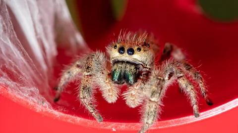 Australian man screaming at spider 'why don't you die?' triggers