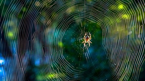 Spider in the centre of its web