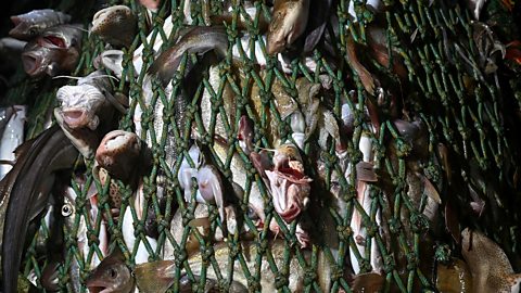 Fish are seen in the net on a stern trawler.