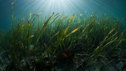 Seagrass Meadows, Cenderawasih Bay, West Papua, Indonesia.