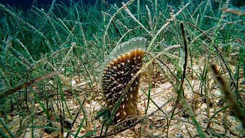 Fan mussel in seagrass, Mediterranean Sea.