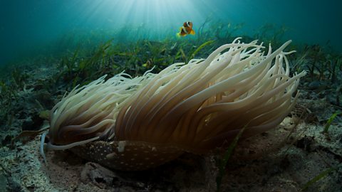 Clark's anemonefish in seagrass meadows, with Leather Sea Anemone in the foreground.