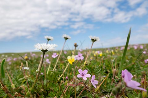 Low angle view of wildflowers in machair