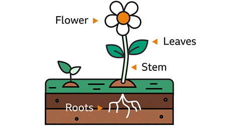 Parts of a plant - stem, leaves and roots