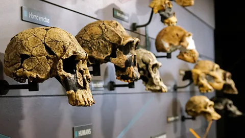 Marcin Rogozinski/Alamy Modern humans were preceded by a wide variety of different hominin species (Credit: Marcin Rogozinski/Alamy)