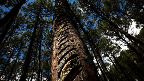 Susana Girón Today, there are a number of local museums dedicted to resin, as well as companies offering guided "Resin Routes" into the forest (Credit: Susana Girón)