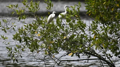 Getty Images The carbon flow within some ecosystems is very difficult to measure, making robust carbon offsetting schemes hard to execute (Credit: Getty Images)