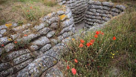 Wild poppies growing next to preserved World War One trenches in Diksmuide, Belgium.