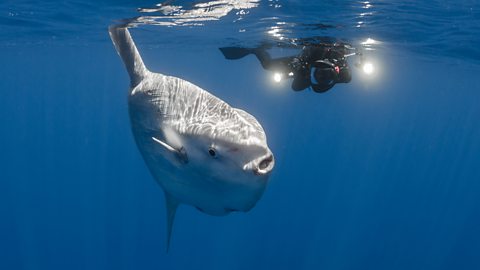 Underwater photo of a large sunfish.