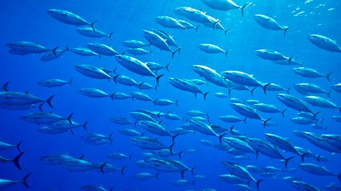 A large group of atlantic bluefin tuna in the ocean.