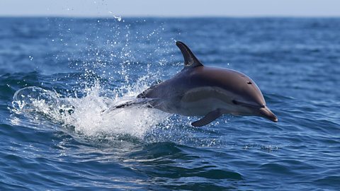 A common dolphin jumping in the sea.