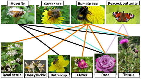 A diagram of daytime pollinators linked to their preferred flowers. 