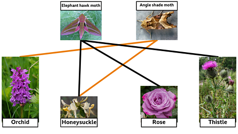 A diagram of night-time pollinators linked to their preferred flowers. 