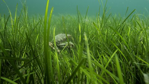 A crab in seagrass at the bottom of the sea.