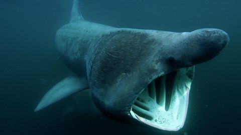 Underwater photo of a basking shark.