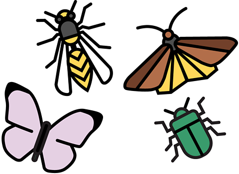 a moth, butterfly, beetle and wasp