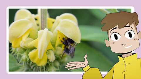 A bee pollinating a Turkish sage. 