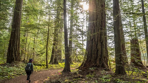 Rainforest Trail Run reconnects Indigenous communities to the