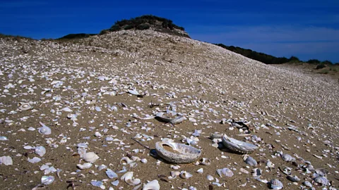 Oliver Strewe/Getty Images Shell middens are testament to the millennia of continuous occupation by palawa (Credit: Oliver Strewe/Getty Images)